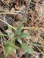 Image of Moapa bladderpod