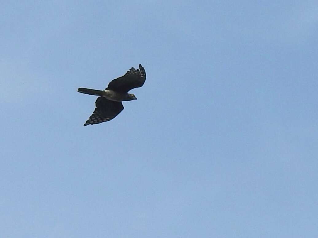 Image of African Cuckoo-Falcon