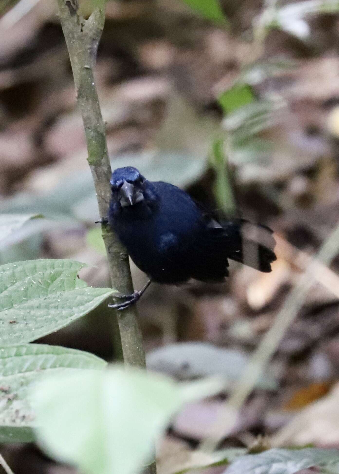 Image of Blue-black Grosbeak