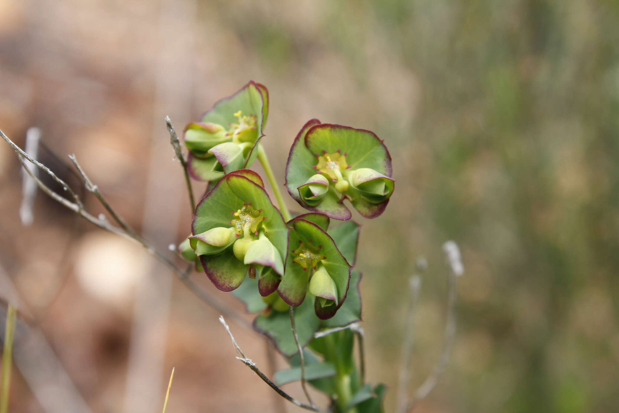 Image of Euphorbia genistoides var. genistoides