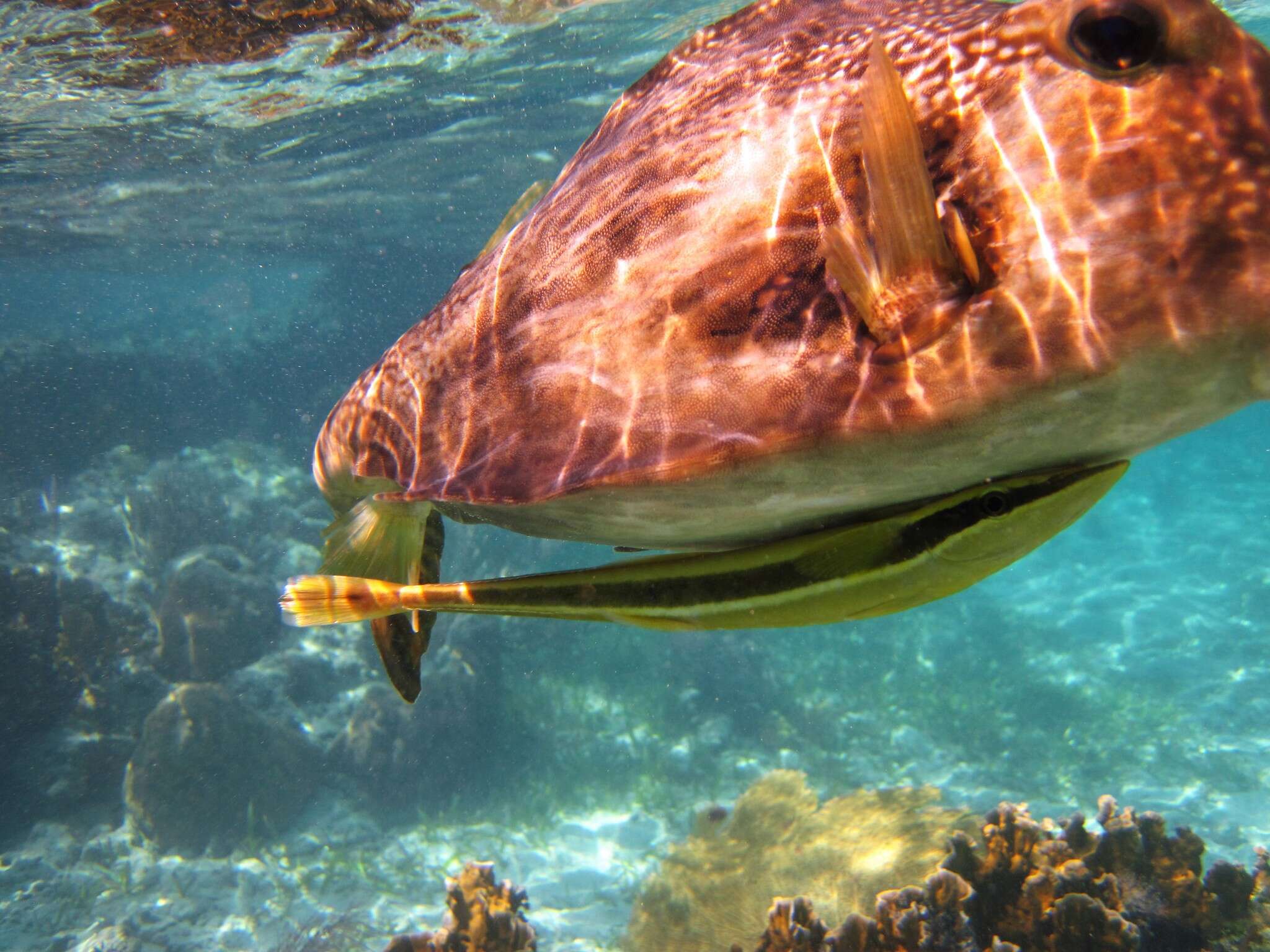 Image of Remora