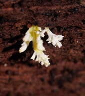 Image of <i>Cordyceps tenuipes</i>