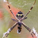 Image of Argiope blanda O. Pickard-Cambridge 1898