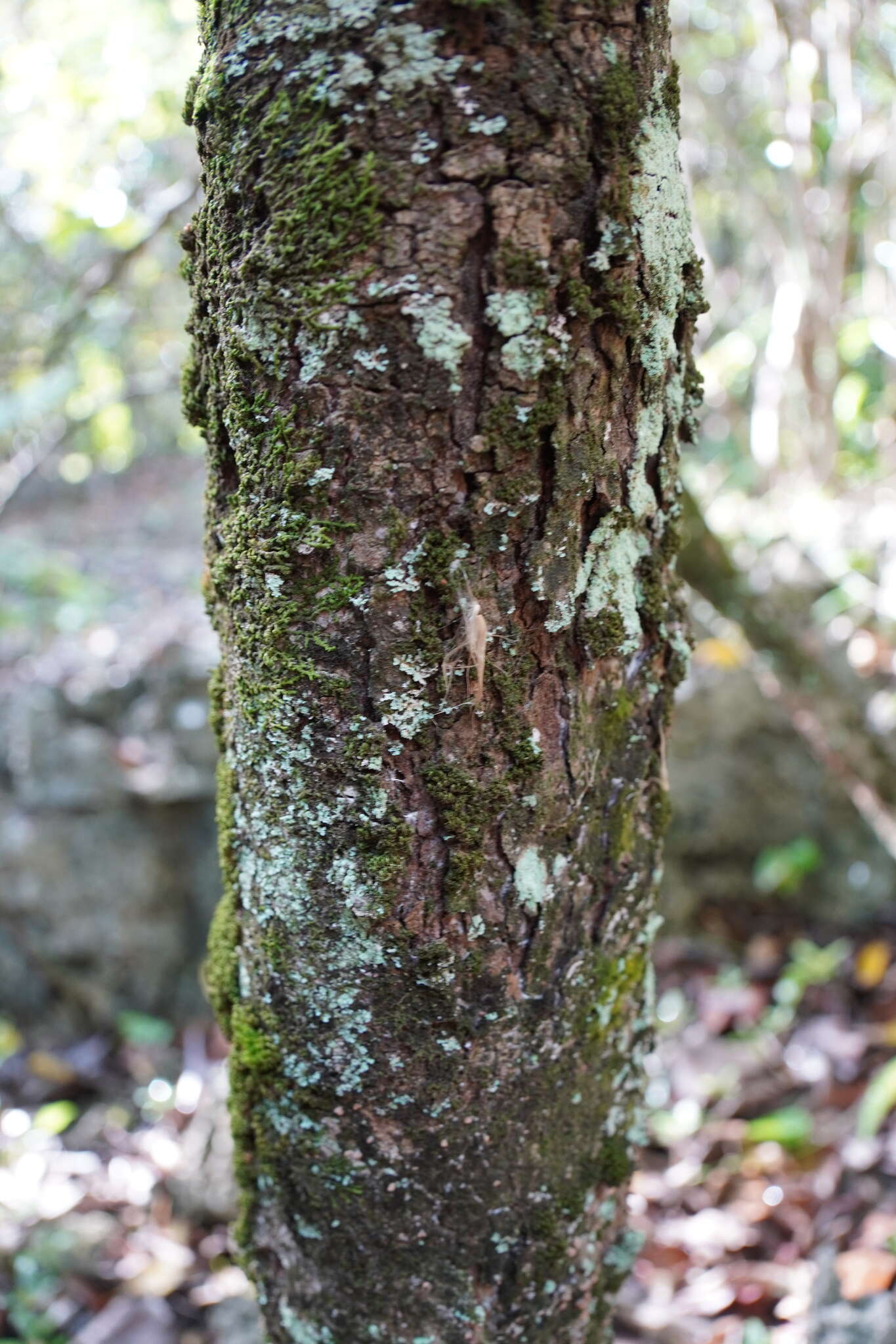 Coptosperma borbonicum (Hend. & Andr. Hend.) De Block resmi