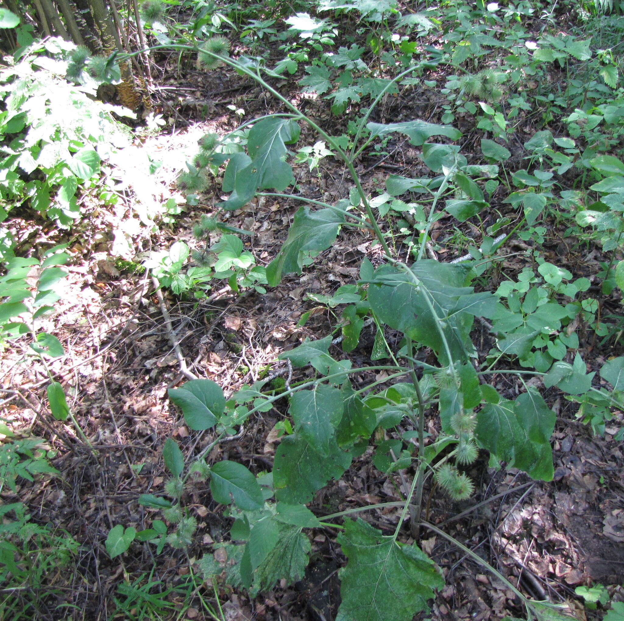 Image of Arctium nemorosum Lej.