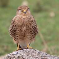 Image of Greater Kestrel