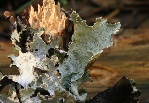 Image of Varied Rag Lichen