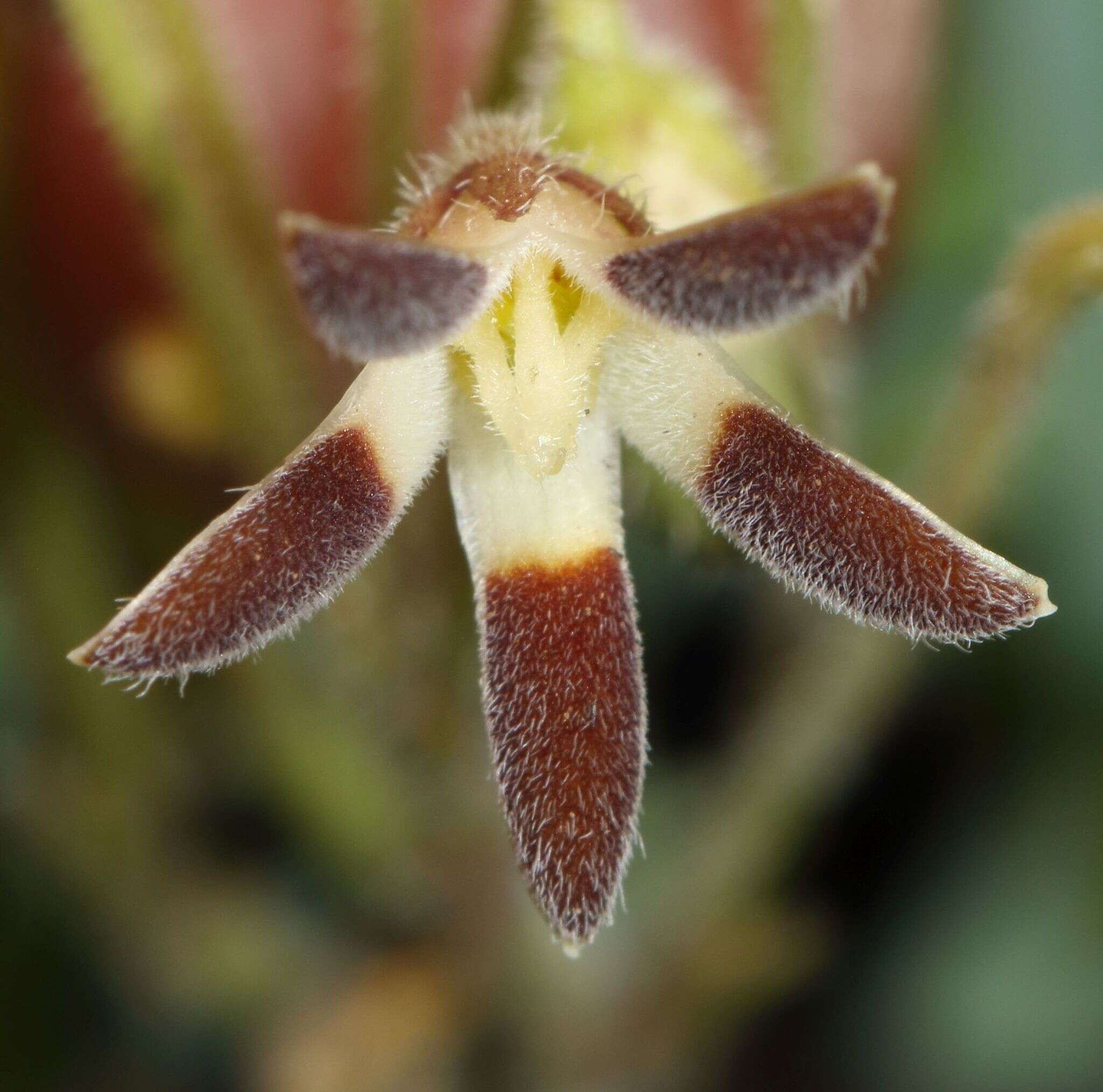 Image of Anisotoma pedunculata N. E. Br.