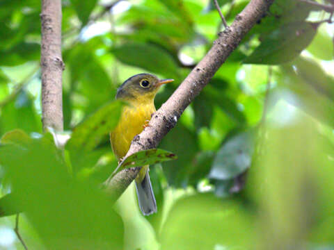 Image of Bianchi's Warbler