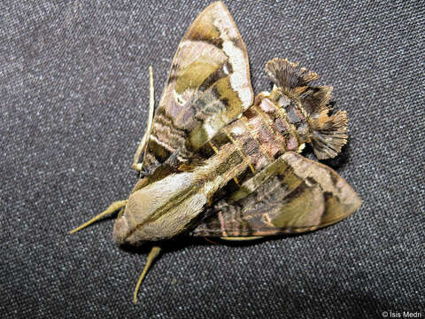 Image of Cuban Sphinx Moth