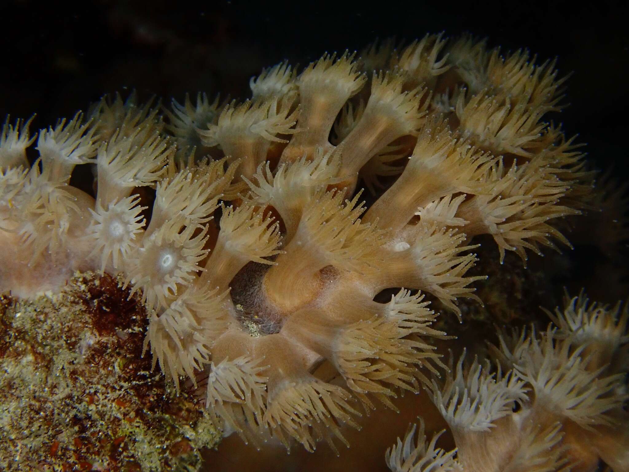 Image de Duncanopsammia peltata