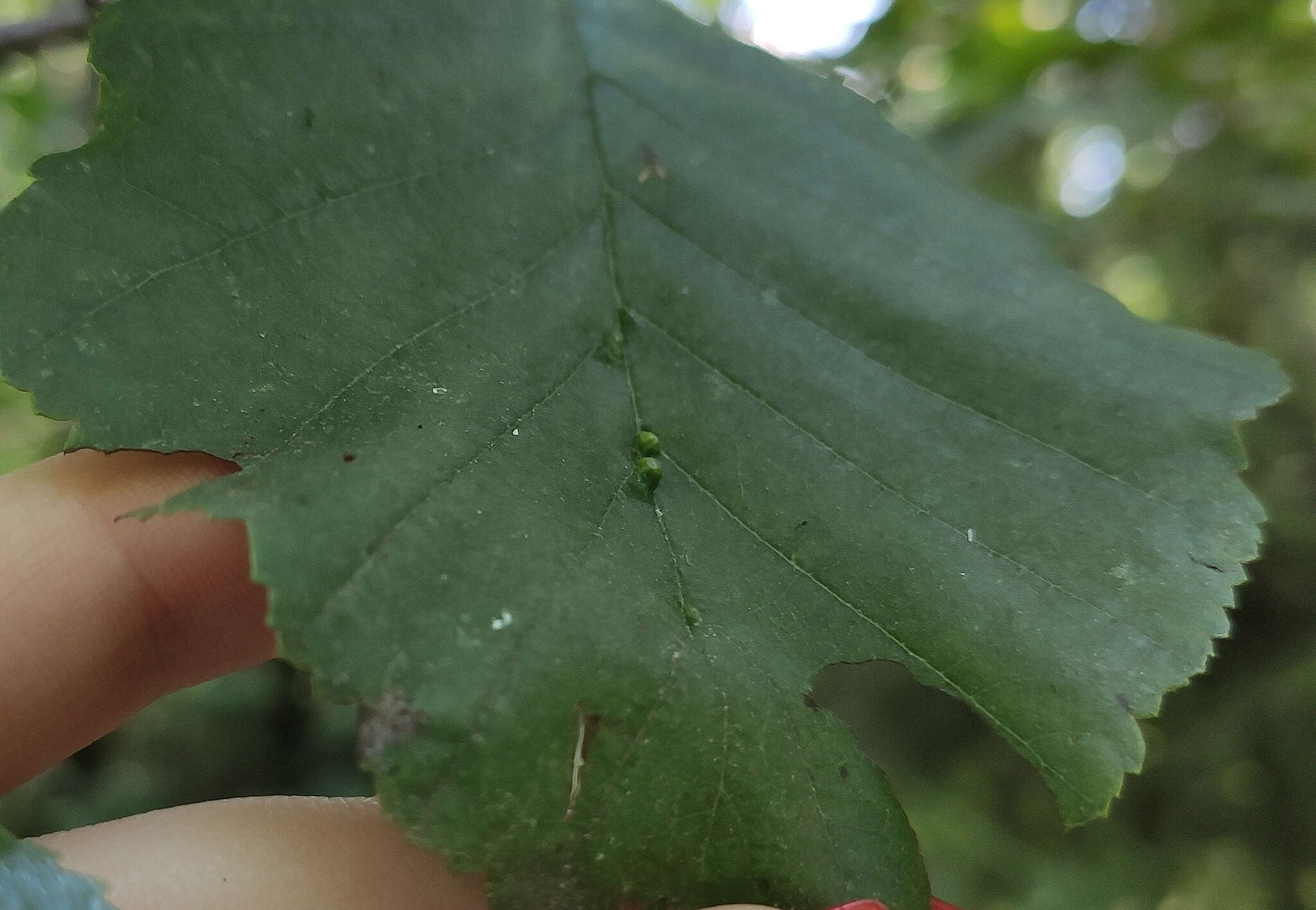 Image of Eriophyes inangulis