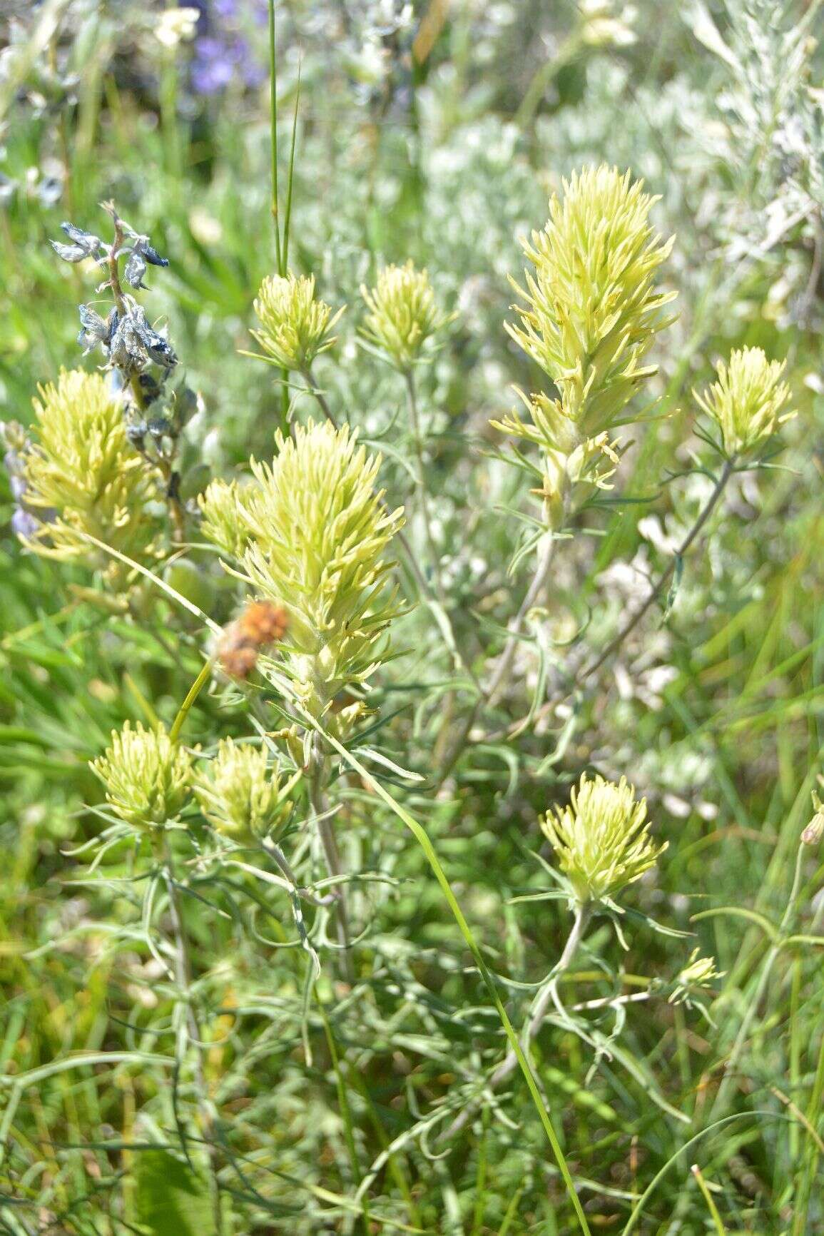 Image of deer Indian paintbrush