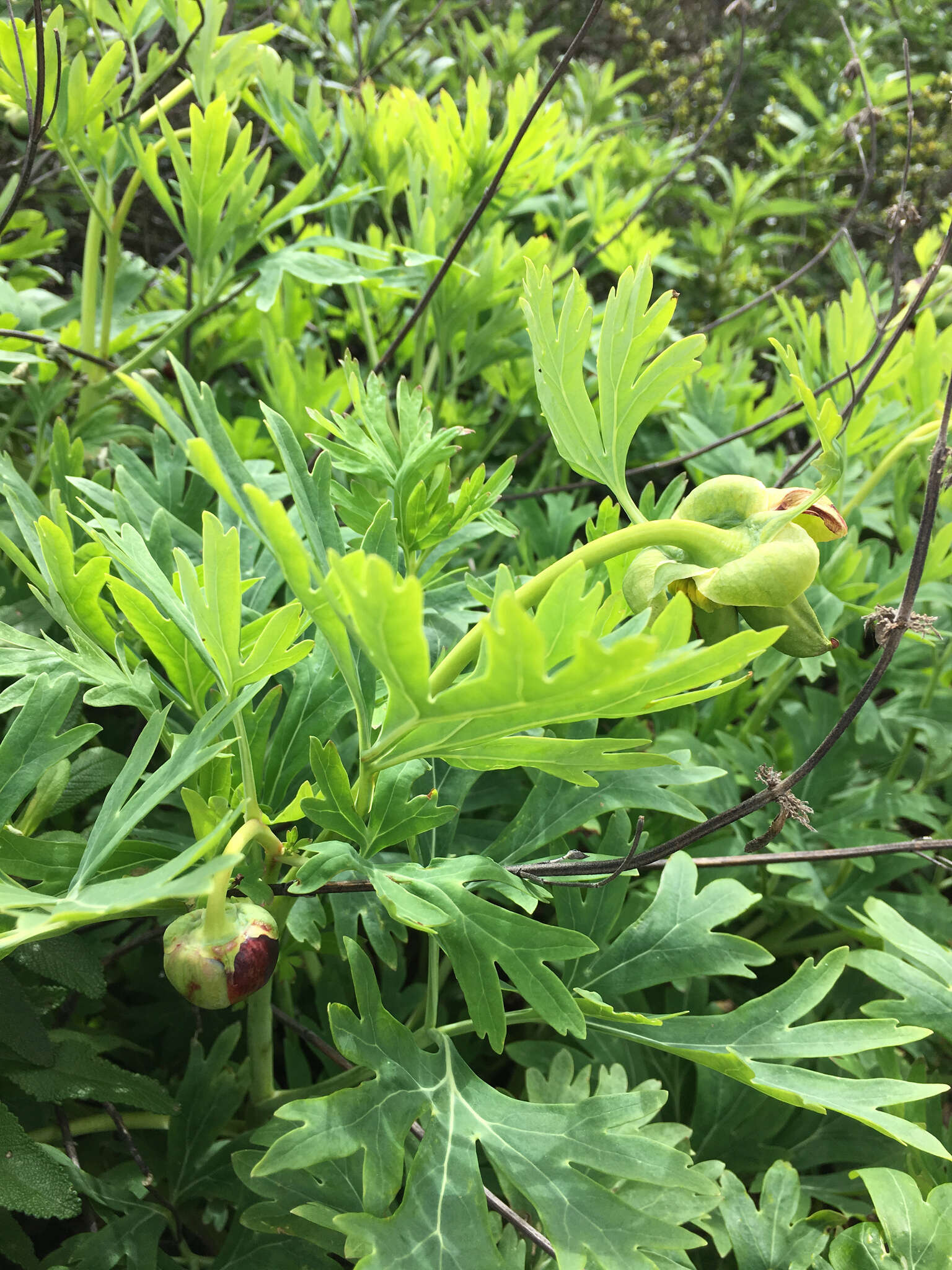 Image of California peony