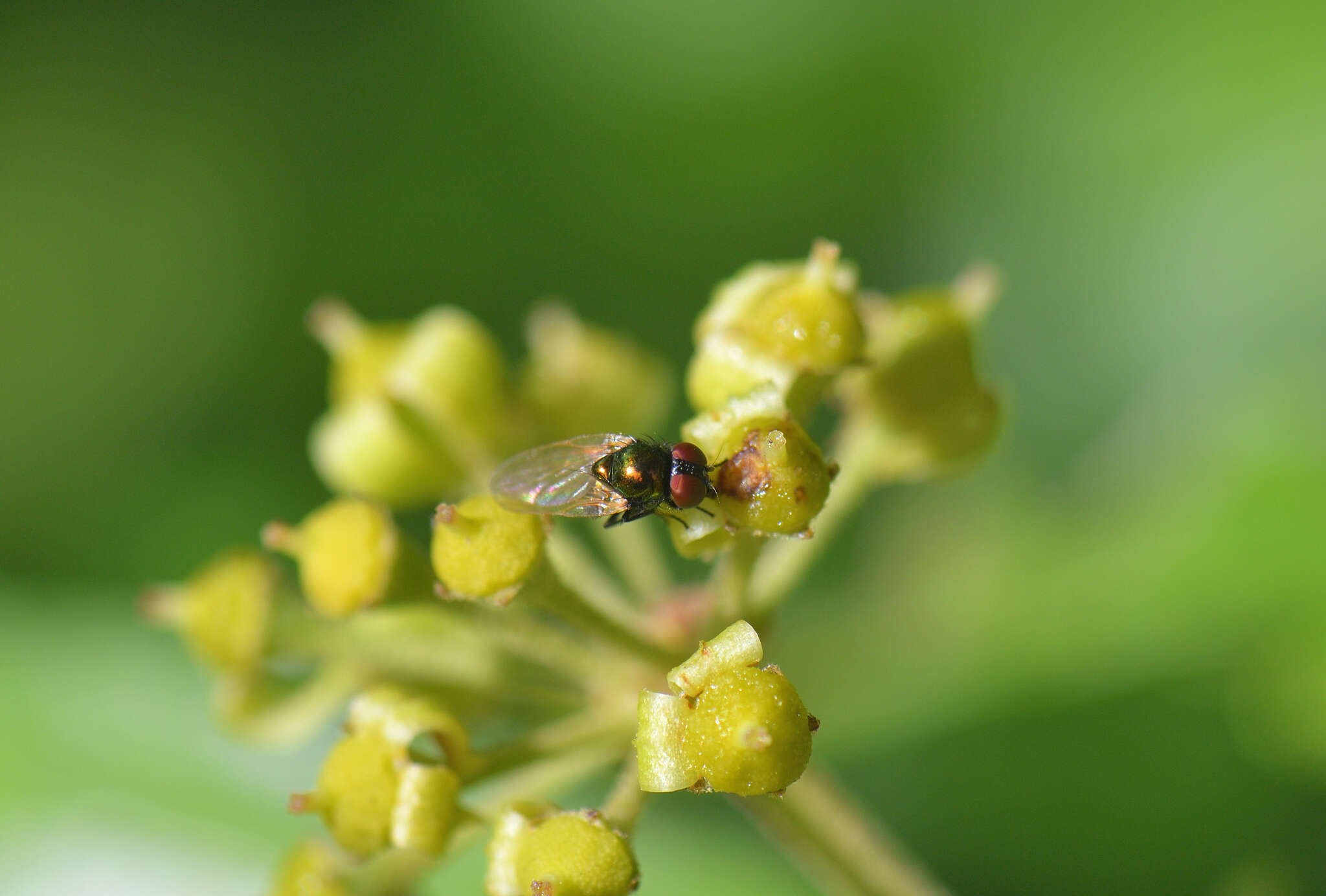 صورة Lamprolonchaea smaragdi (Walker 1849)