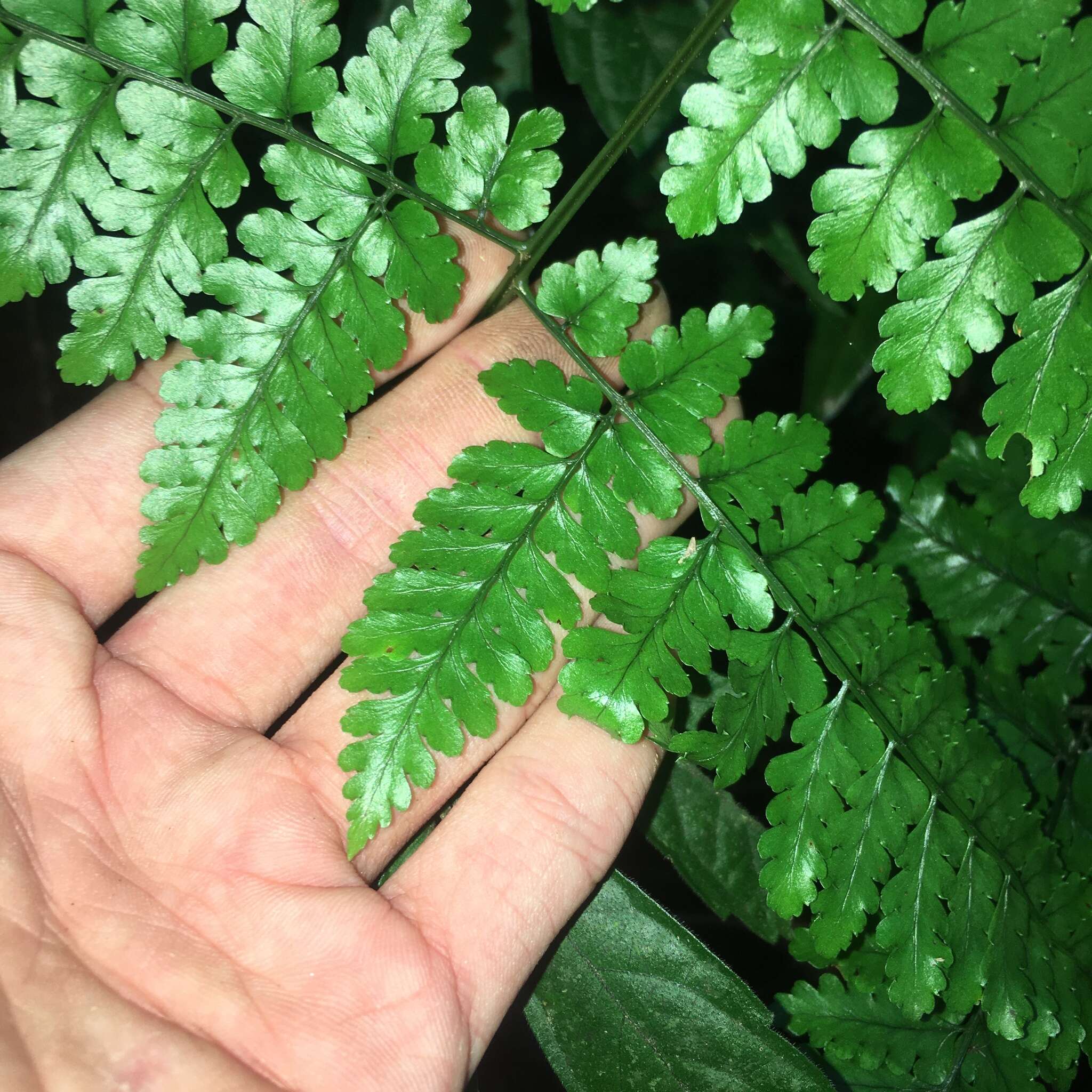 Image of Dryopteris hasseltii (Bl.) C. Chr.