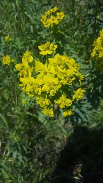 Image of horned spurge