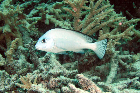 Image of Painted sweetlips