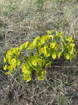 Image of Euphorbia fischeriana Steud.