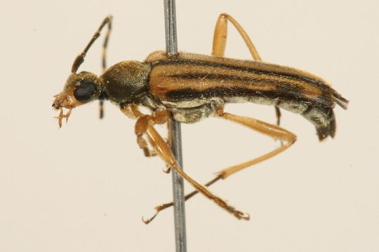 Image of Analeptura