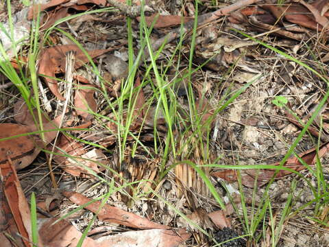 Plancia ëd Eremochloa bimaculata Hack.