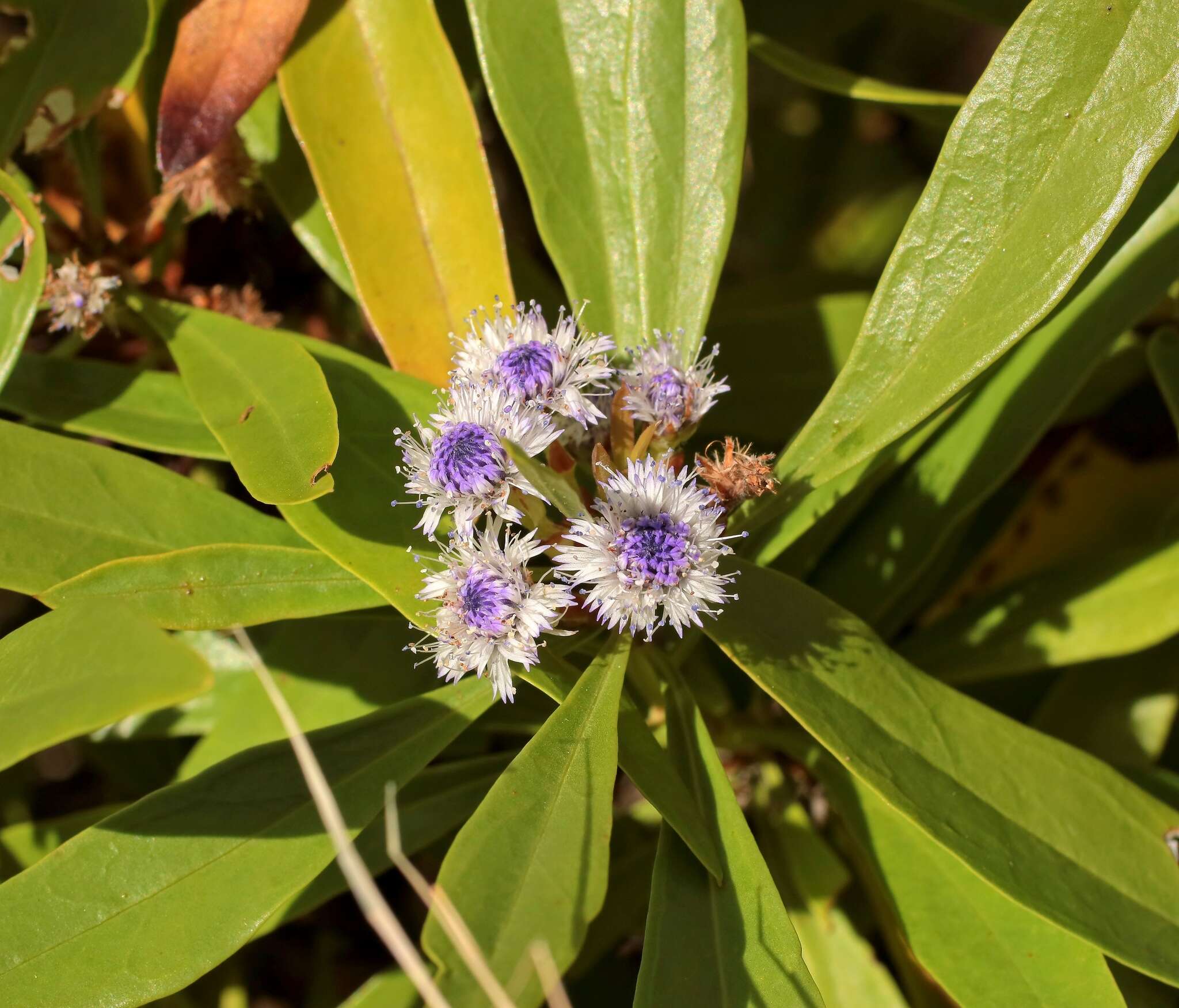 Image of Globularia salicina Lam.