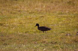 Image of Andean Teal