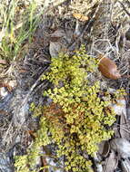Image of Paronychia chartacea var. chartacea