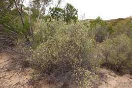 Image of Leucopogon cordifolius Lindl.