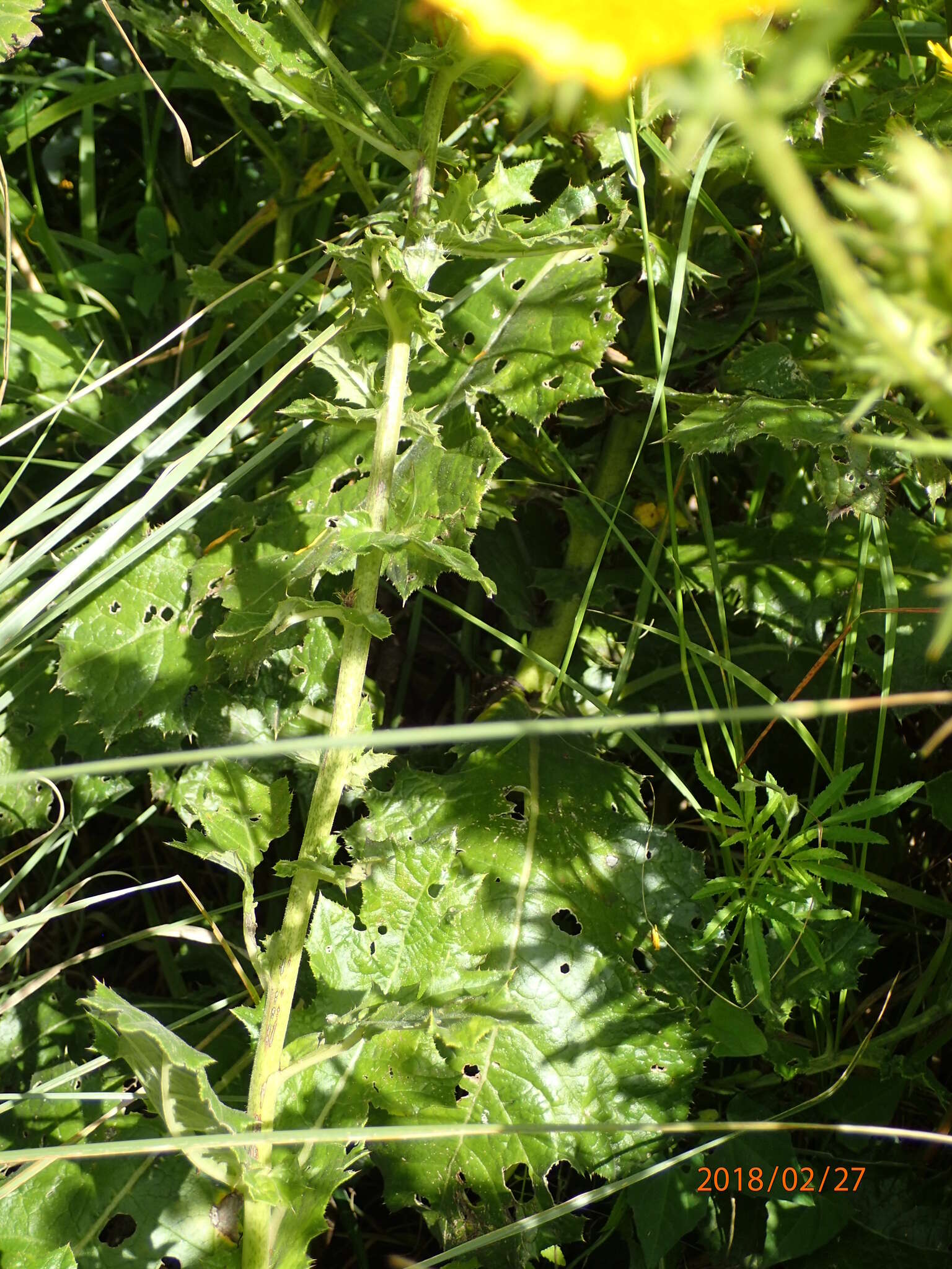 Image of Berkheya erysithales (DC.) Roessler