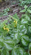 Lamium galeobdolon subsp. argentatum (Smejkal) J. Duvign.的圖片