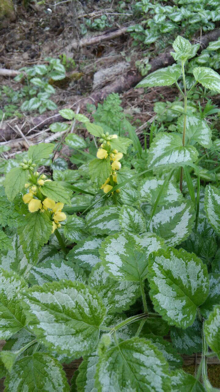 Lamium galeobdolon subsp. argentatum (Smejkal) J. Duvign.的圖片