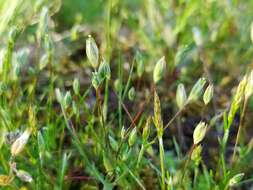 Image of upright chickweed