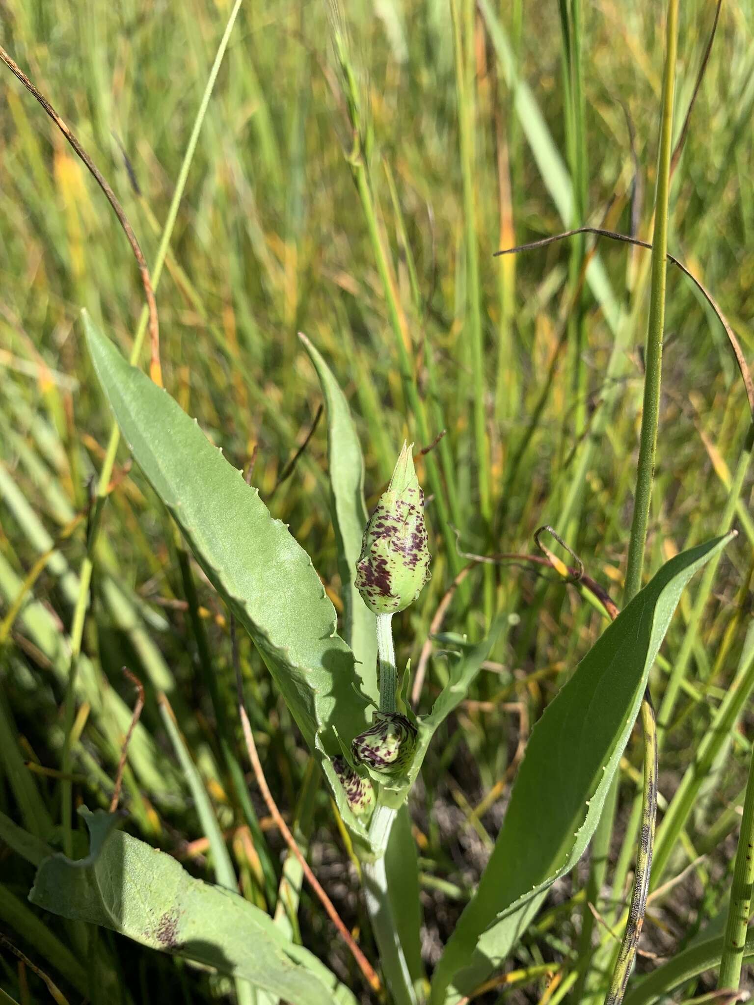 Image of cutleaf silverpuffs