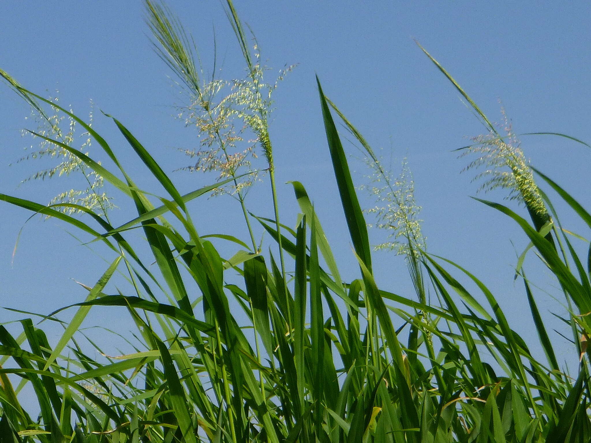 Image of Indian rice