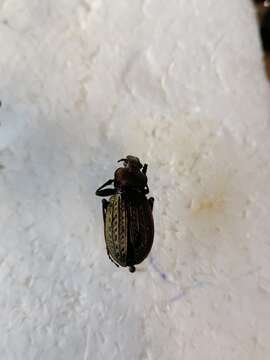 Image of immigrant sausage ground beetle