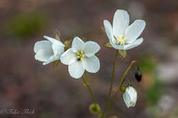 صورة Drosera huegelii Endl.