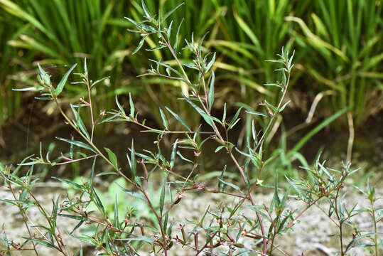 Image of Ludwigia perennis L.