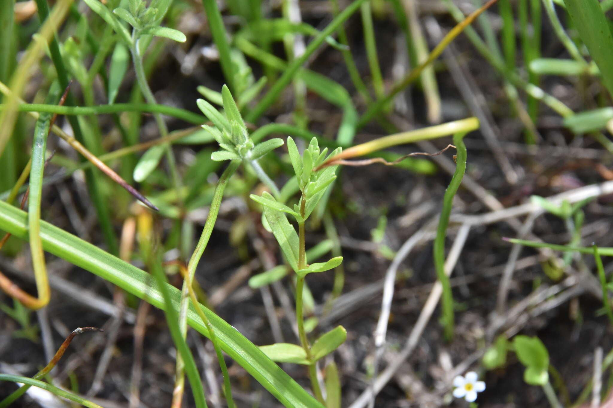 Image of neckweed