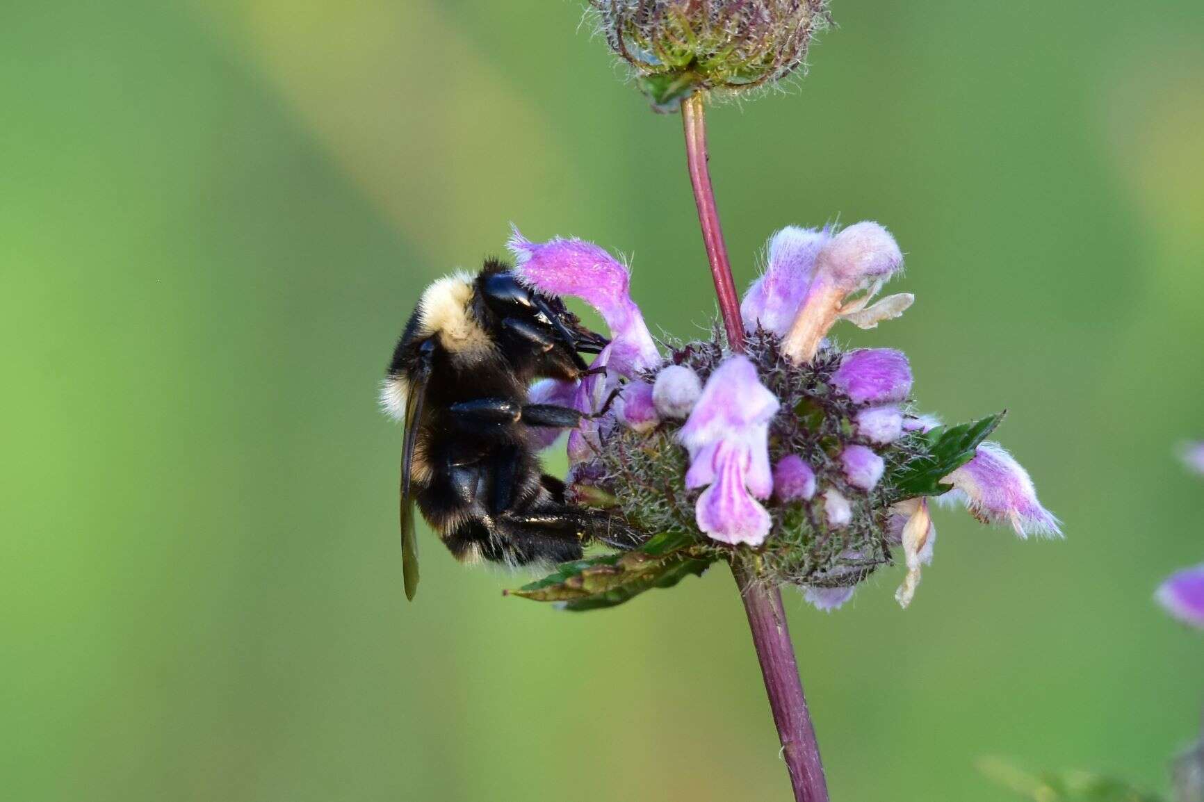 Image of short-haired bumblebee