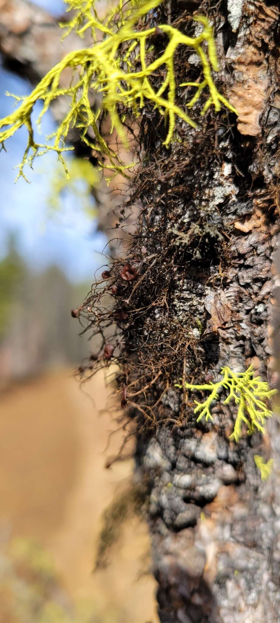 Image of Nodobryoria abbreviata (Müll. Arg.) Common & Brodo