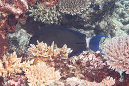 Image of Blue-banded Pualu