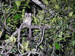 Plancia ëd Galago senegalensis sotikae Hollister 1920