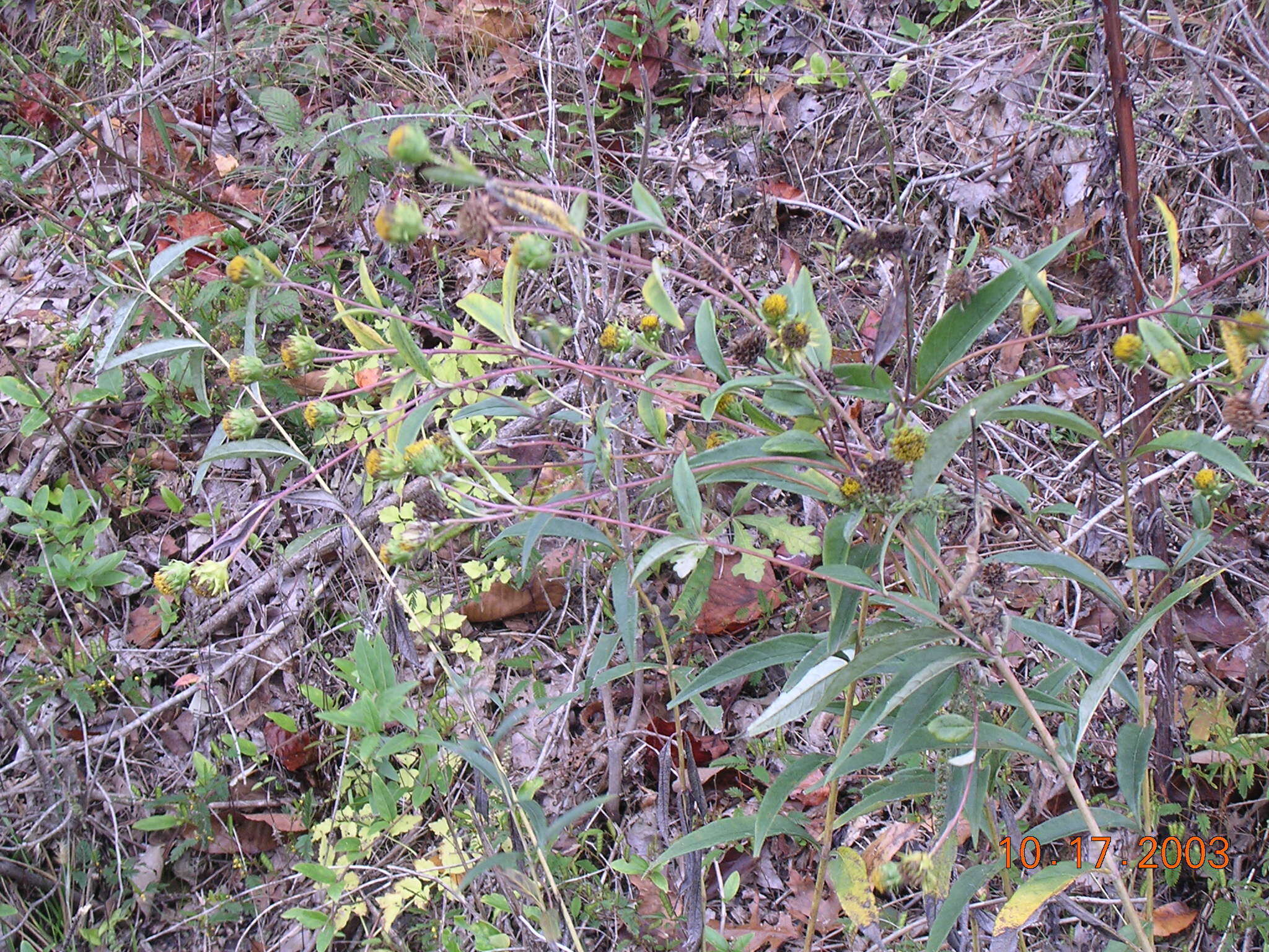 Sivun Helianthus eggertii Small kuva