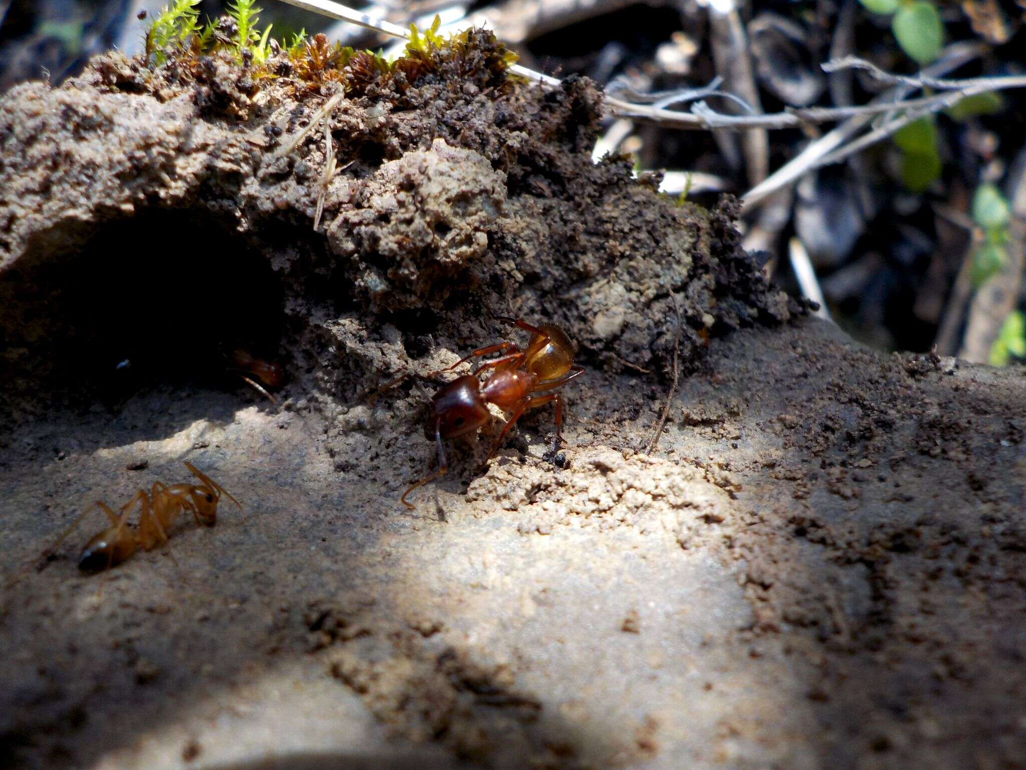 Слика од Camponotus baldaccii Emery 1908