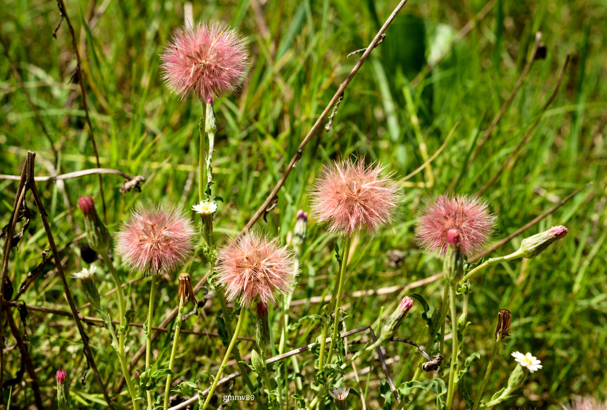 Image of Noticastrum diffusum (Pers.) Cabrera