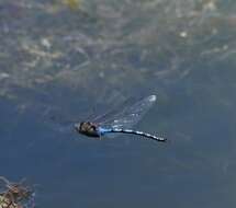 Image of Giant Darner