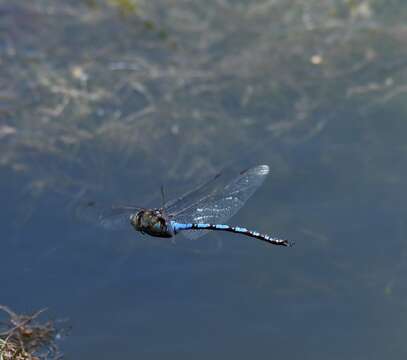 Image of Giant Darner