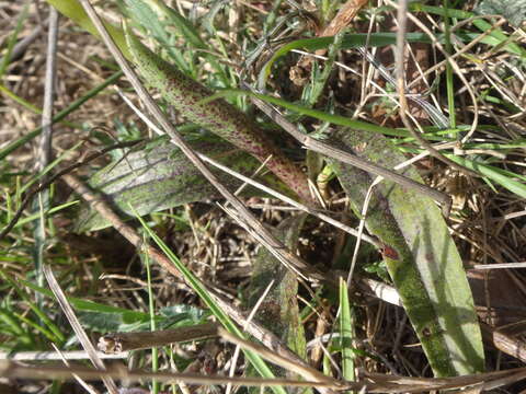 Слика од Orchis olbiensis Reut. ex Gren.