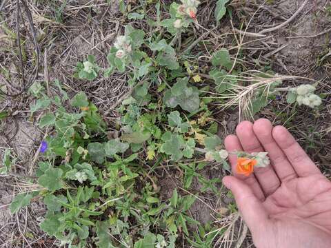 Image of woolly globemallow